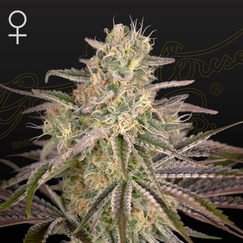 Greenhouse Seed Co. - Cloudwalker