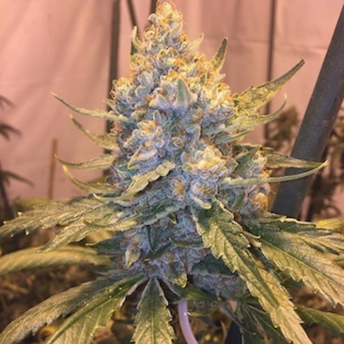 Grand Daddy Purple - Cocoa OG