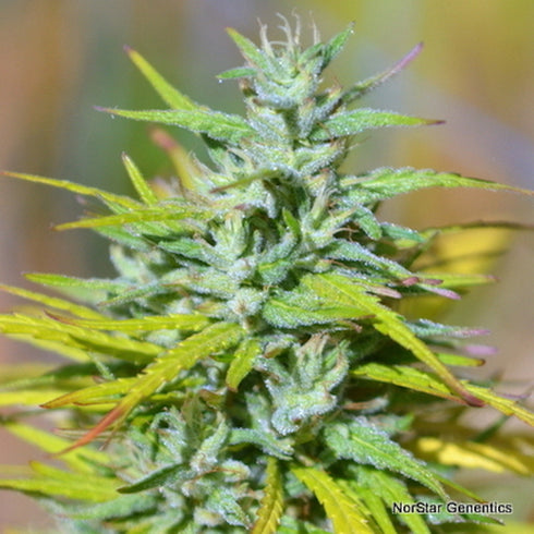 Norstar Genetics - Columbian Thunder Funk