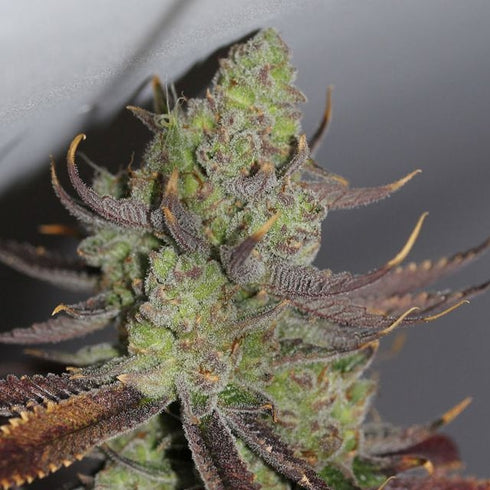 Subcool Seeds/TGA Genetics - Conspiracy Kush