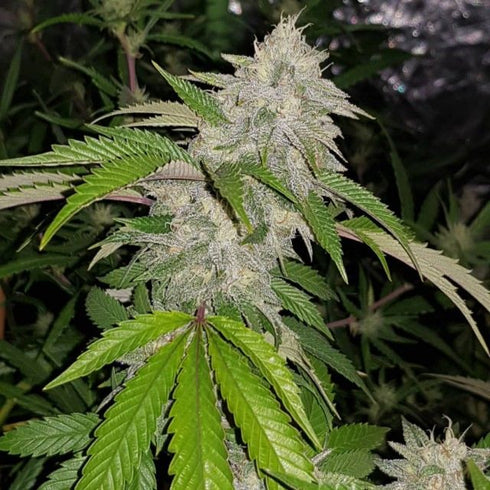 Karma Genetics - Cookie Crash
