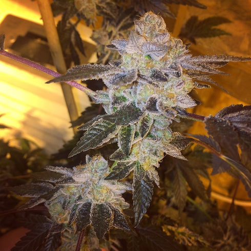 Dankonomics Genetics - Cookie Tooth