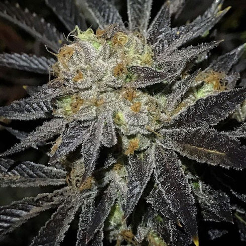 True Canna Genetics - Cookie Fever