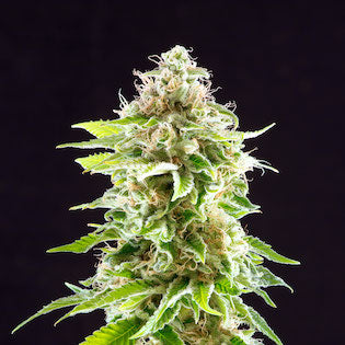 Kannabia Seeds - Cookies Haze