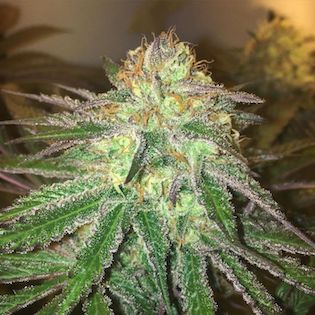 Mamiko Seeds - Cookies