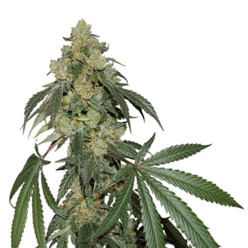 Seed Stockers Seeds - Cookies Fast