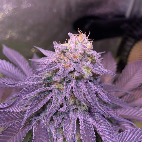 Pyramid Seeds - Cookies USA Range