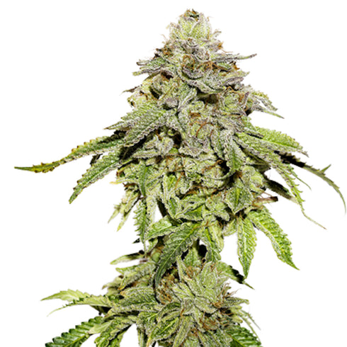 Seed Stockers Seeds - Cookies and Cream