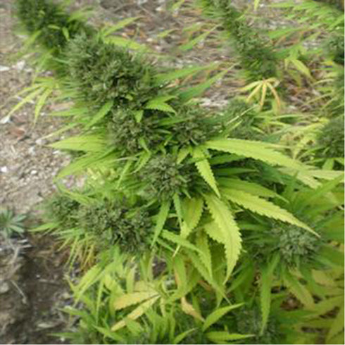 Flash Seeds - Copacabana SuperAuto