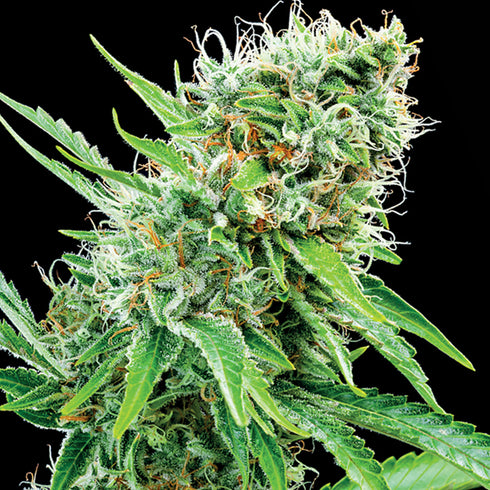 Anesia Seeds - Landrace Collection - Copacobana