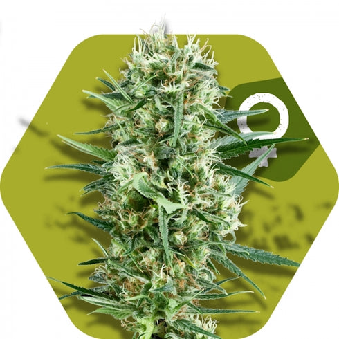 Zambeza Seeds - Crazy Cookies