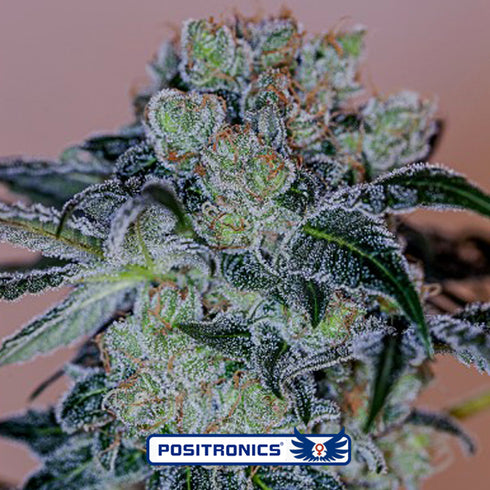 Positronic Seeds - Crazy Lazy