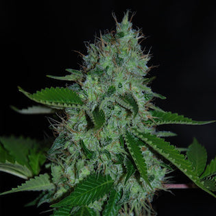 Lineage Genetics - Caramel Creme Auto