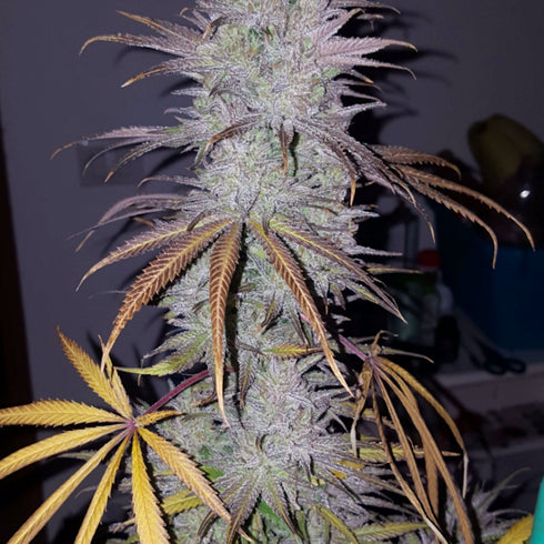 Seedsman - Cream & Cheese CBD