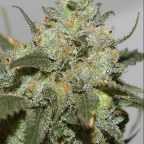 Digital Genetics - Creamy Berry Blue