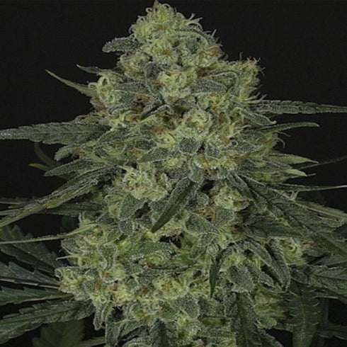 Ripper Seeds - Criminal +
