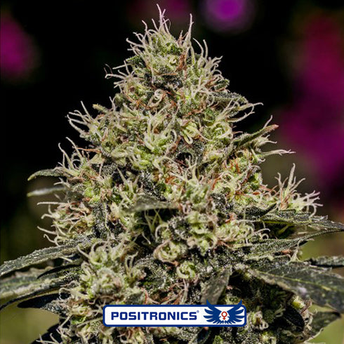 Positronic Seeds - Critical #47