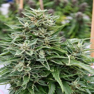 Emerald Triangle - Critical Sour Diesel CBD