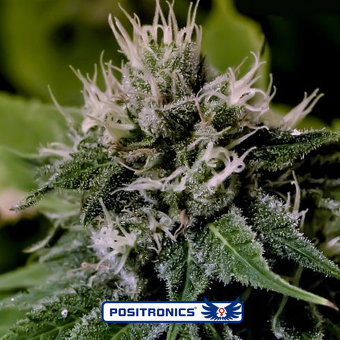 Positronic Seeds - Critical Express