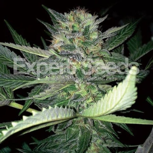 Expert Seeds - Critical Lights