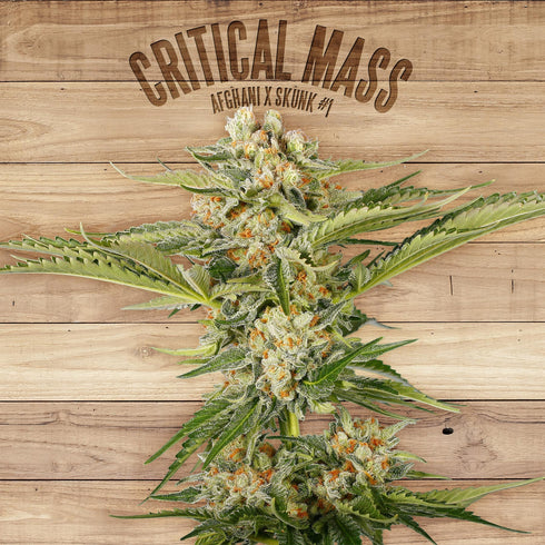 The Plant - Critical Mass
