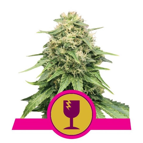 Royal Queen Seeds - Critical