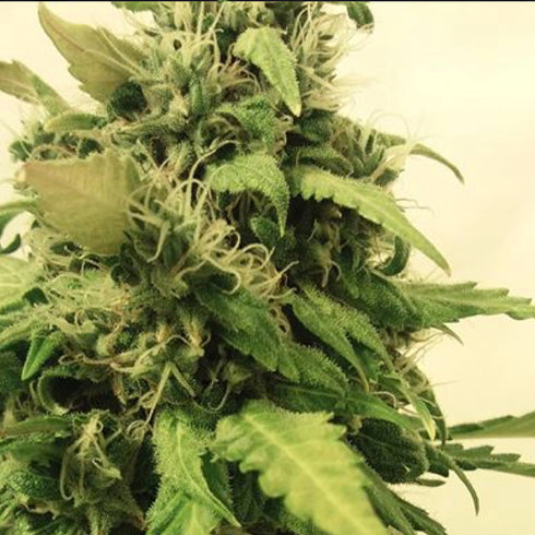 BSB Genetics - Critical + Auto