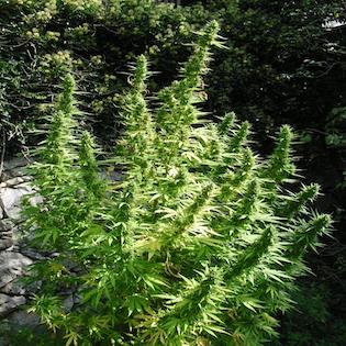 Flash Seeds - Critical Chaze SuperAuto