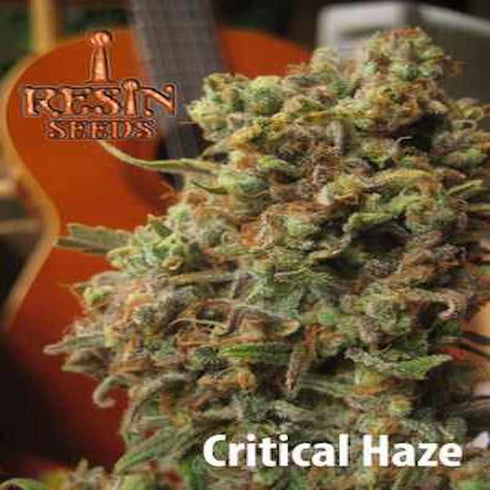 Resin Seeds - Critical Haze
