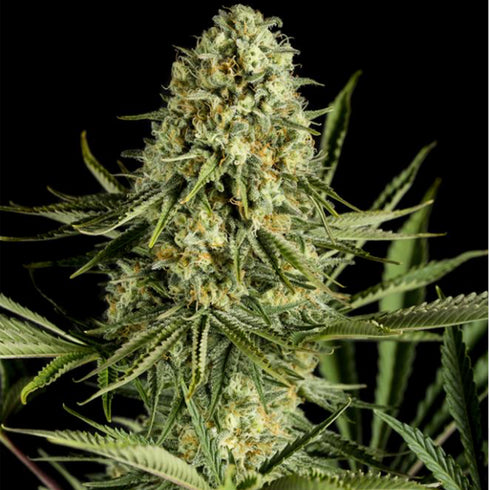 Dinafem Seeds - Critical Cheese