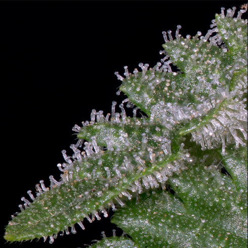 Don Avalanche Seeds - Don Critical Crack