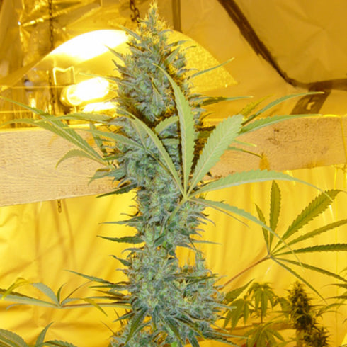 Mr Nice Seedbank - Critical Haze