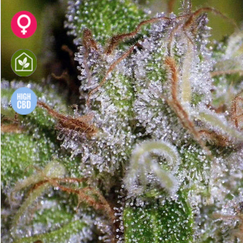 Seedsman - Critical Mass CBD