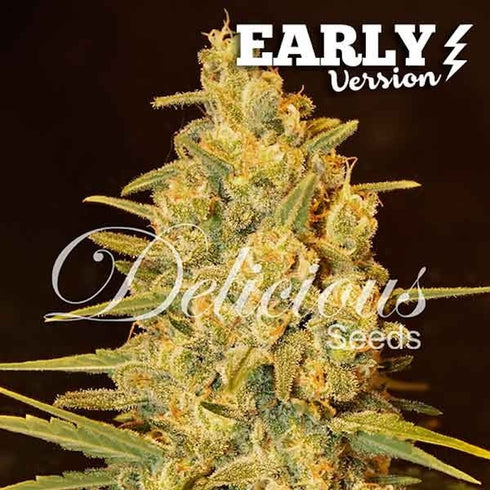 Delicious Seeds - Critical Nevilles Haze Early Version