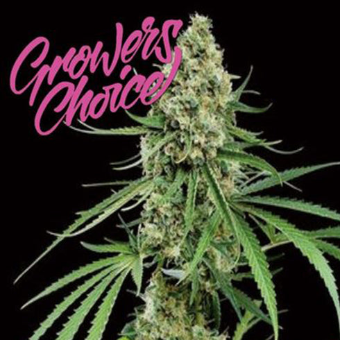 Growers Choice - Critical + Auto
