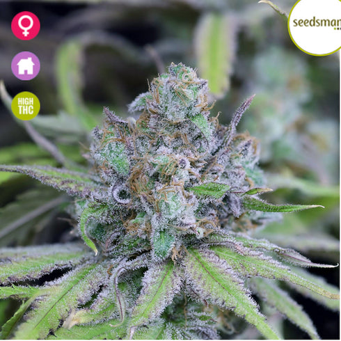 Seedsman - Critical Purple Kush