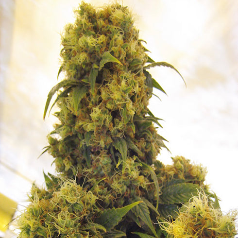 Mr Nice Seedbank - Critical Skunk