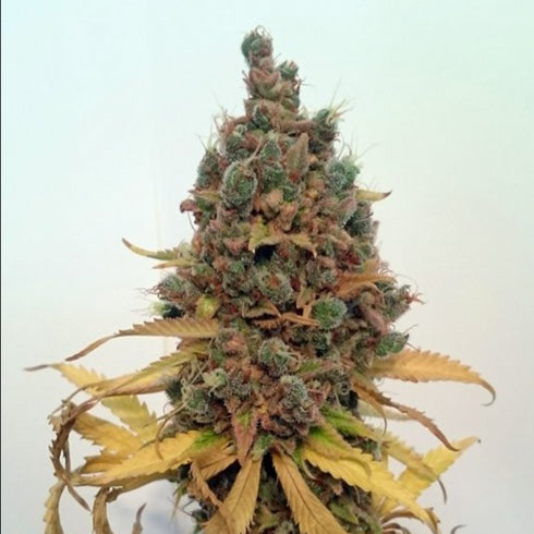 Female Seeds - Critical Sour