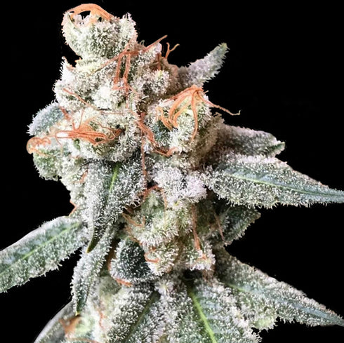 Crockett Family Farms - BT7