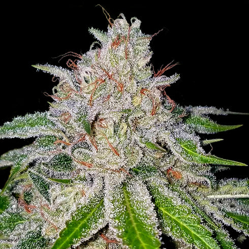 Crockett Family Farms - Cherry 18