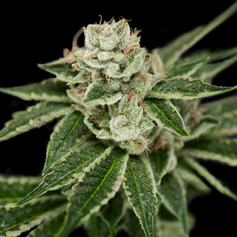 Crockett Family Farms - Crockett's Dawg