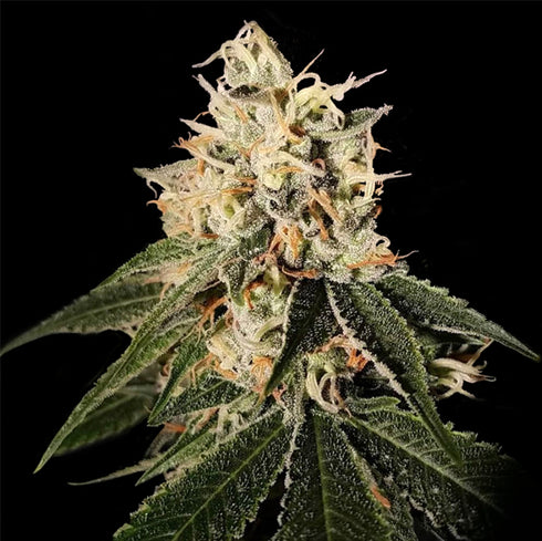 Crockett Family Farms - Sour Juice