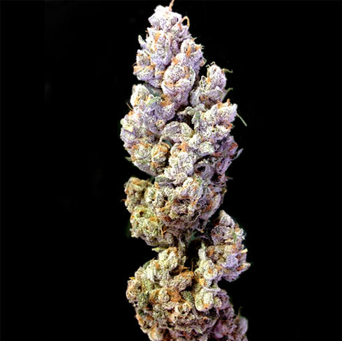 Crockett Family Farms - Crockett's Sour Tangie