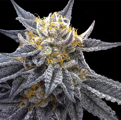 Crockett Family Farms - SSOG