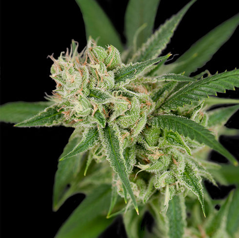 Crockett Family Farms - Sour Banana Sherbet