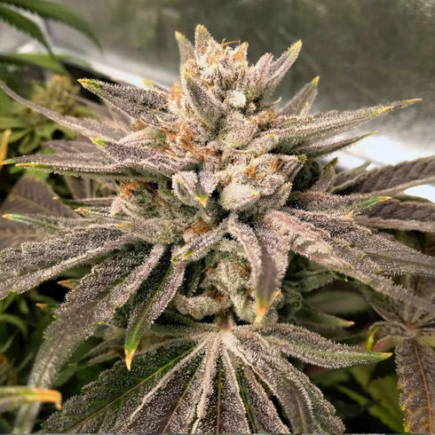 Karma Genetics - Crumbled Melon