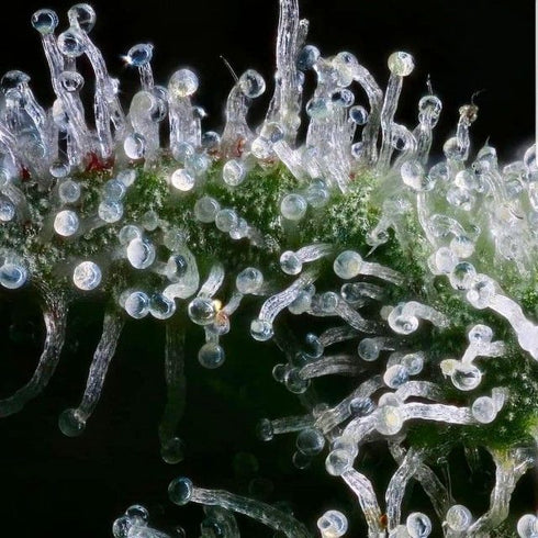 Karma Squad - Crumbled Lime