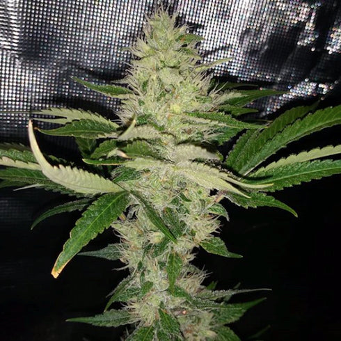 Dark Horse Genetics - Cry Baby