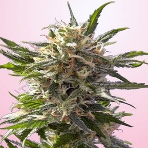 Spliff Seeds - Crystal White