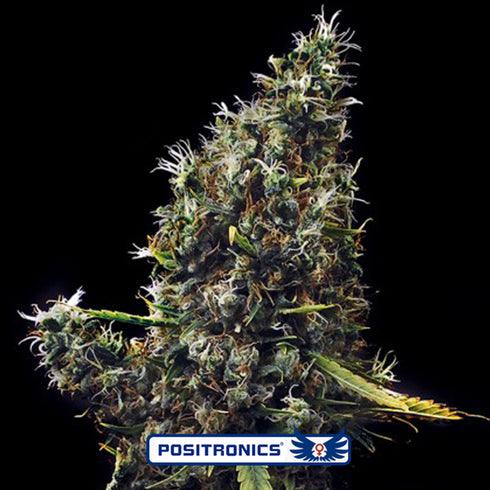 Positronic Seeds - Cum Laude